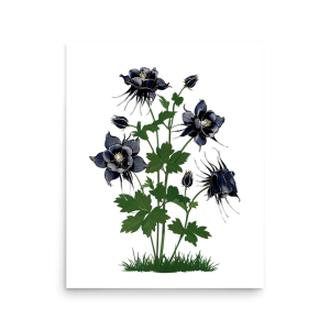 Midnight Columbine Art Print Enhanced Matte Paper