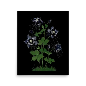 Midnight Columbine art print on matte paper — dark gothic botanical flowers | Feyflora